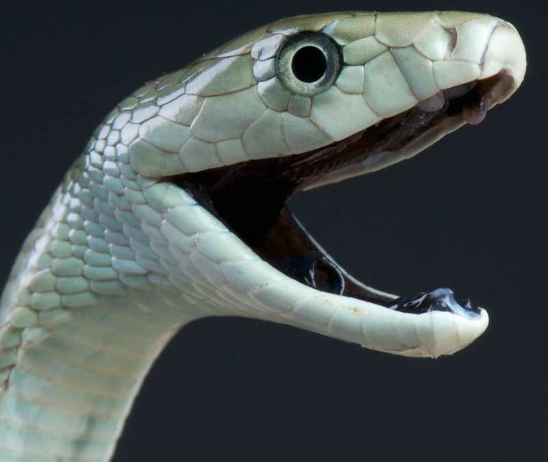 Black Mamba in Botswana