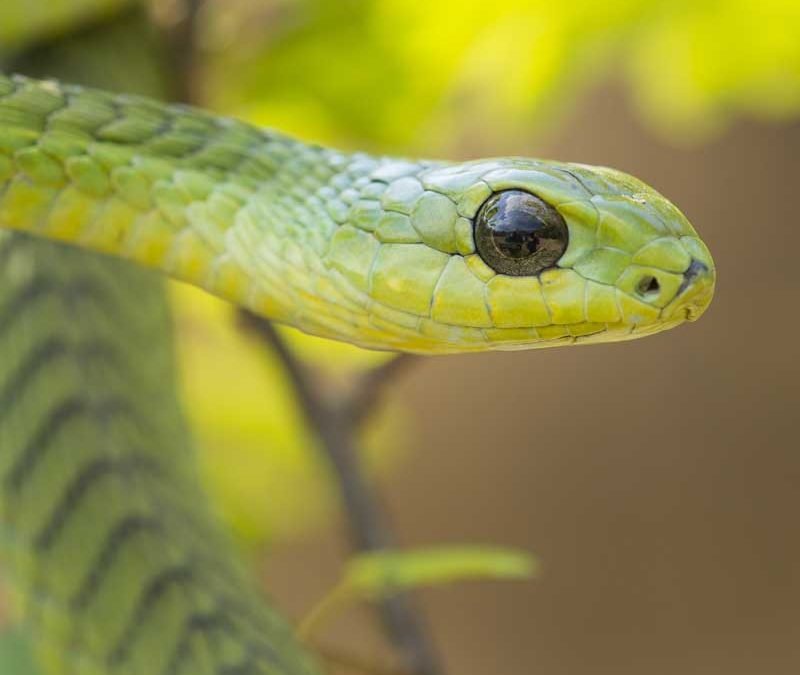 Boomslang in Botswana