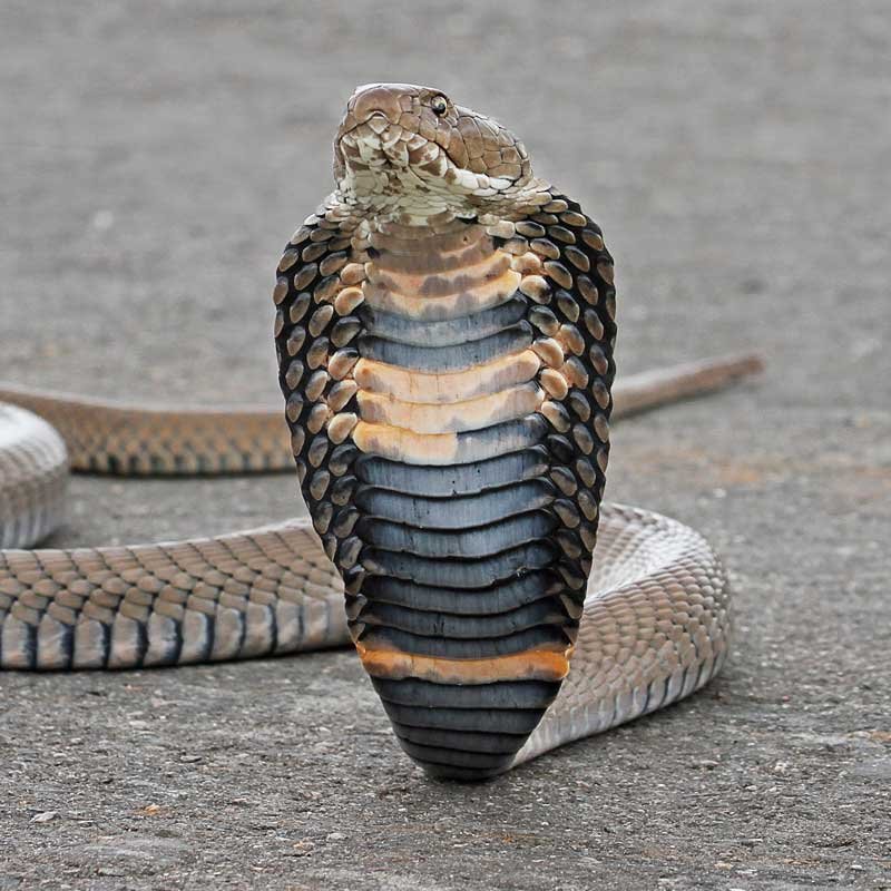 Anchieta's-Cobra-Icon-Image