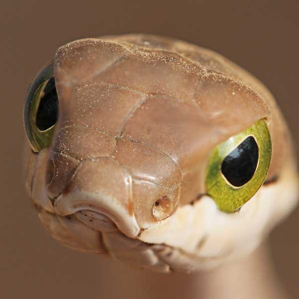 Boomslang-Juvenile Boomslang-Juvenile