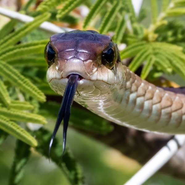 Boomslang-discuised-in-leaves Boomslang-discuised-in-leaves