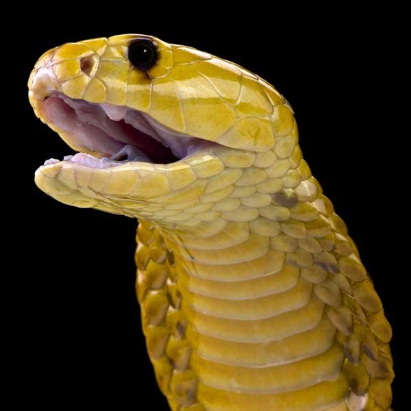 Cape-Cobra-Hood-up Cape-Cobra-Hood-up