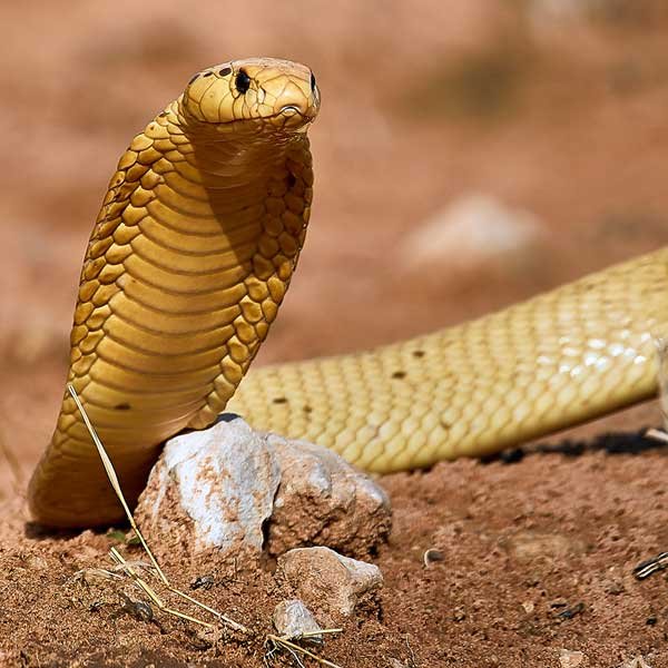 Cape-Cobra-Investigating Cape-Cobra-Investigating