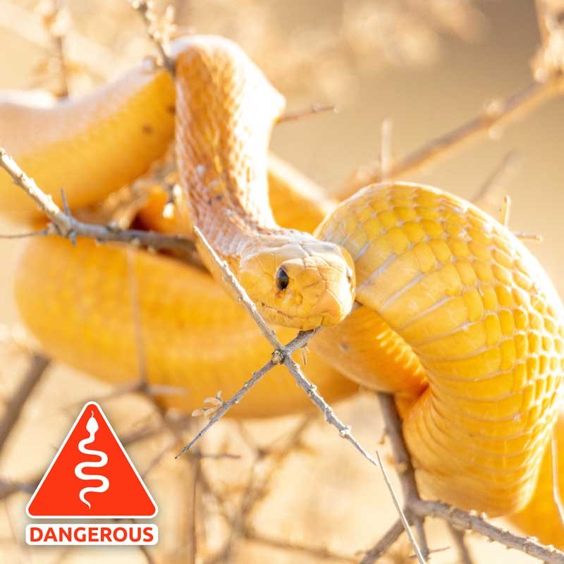 Cape-Cobra-Warning-Image Cape-Cobra-Warning-Image