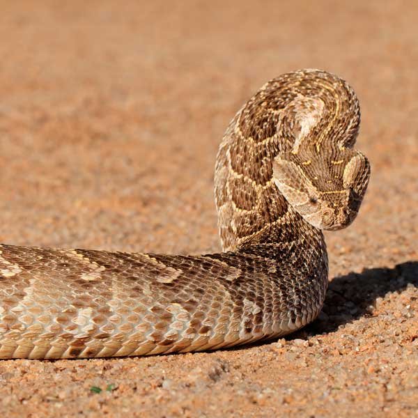 Puff-Adder-getting-ready-for-action Puff-Adder-getting-ready-for-action