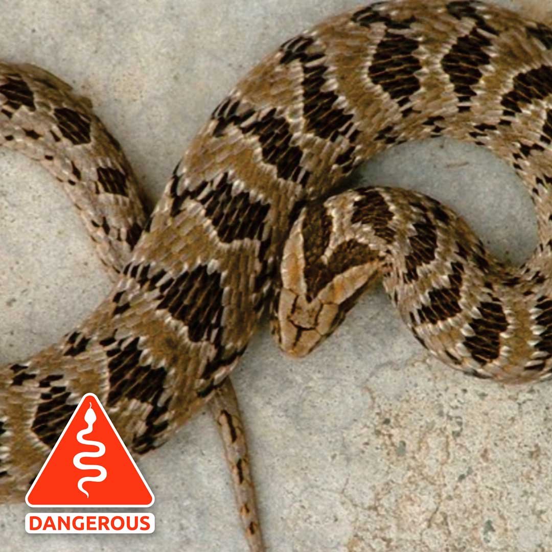 Rhombic-Night-Adder-Snake Rhombic-Night-Adder-Snake